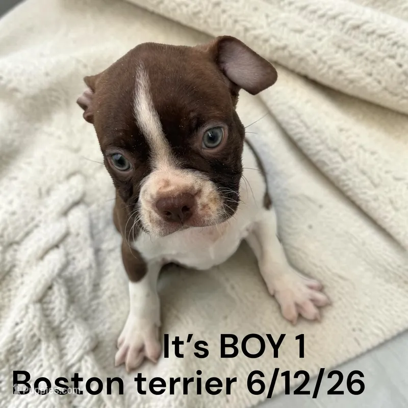 Male 1 – Boston Terrier puppy for sale in Montpelier, OH