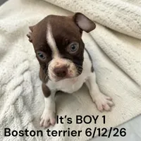 Red/white Male 1, a male Boston Terrier for sale in Montpelier, OH – 1 of 2