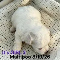 Girl 3, a female Maltese and Poodle - Toy  for sale in Montpelier, OH – 1 of 2