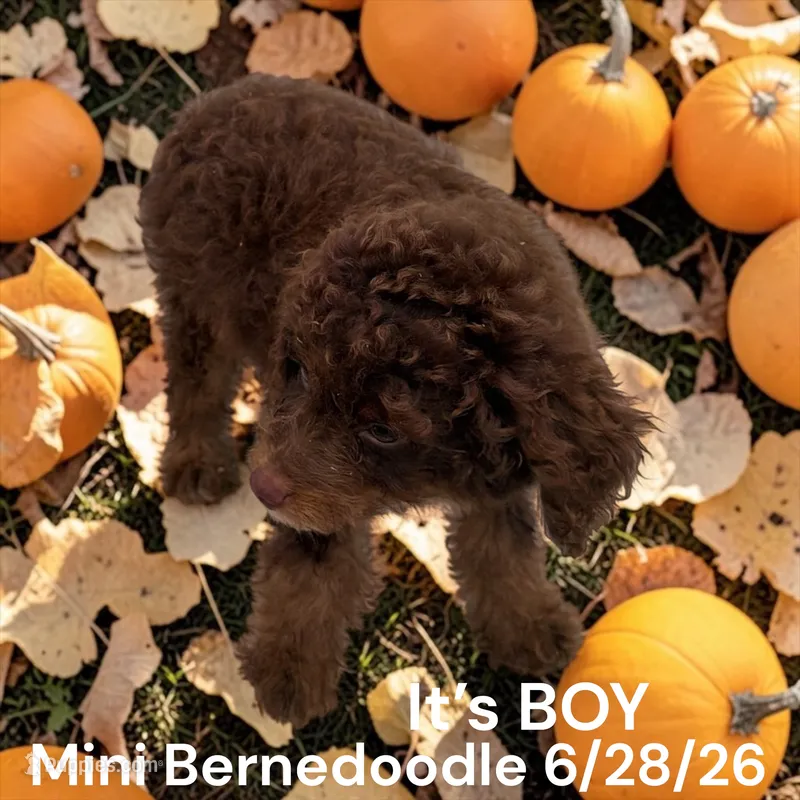 BOY – Miniature Bernedoodle puppy for sale in Montpelier, OH
