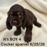Chocolate/tan Boy 4, a male Cocker Spaniel for sale in Montpelier, OH – 2 of 2
