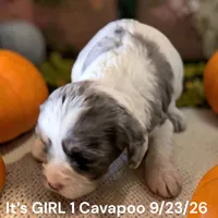 Merle white GIRL, a female Cavapoo for sale in Montpelier, OH – 2 of 3