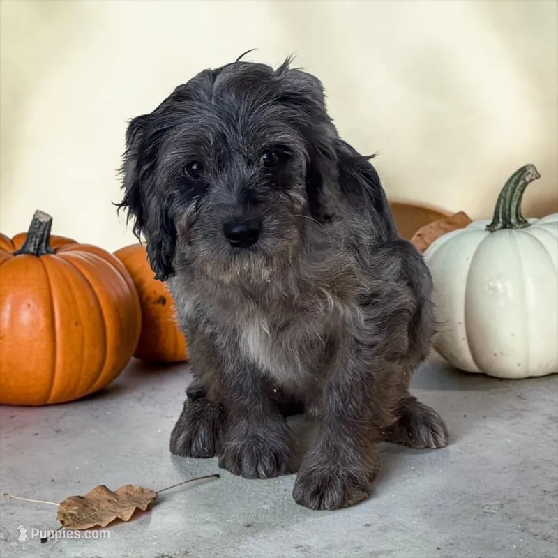 Merle boy 5 – Cavapoo puppy for sale in Montpelier, OH