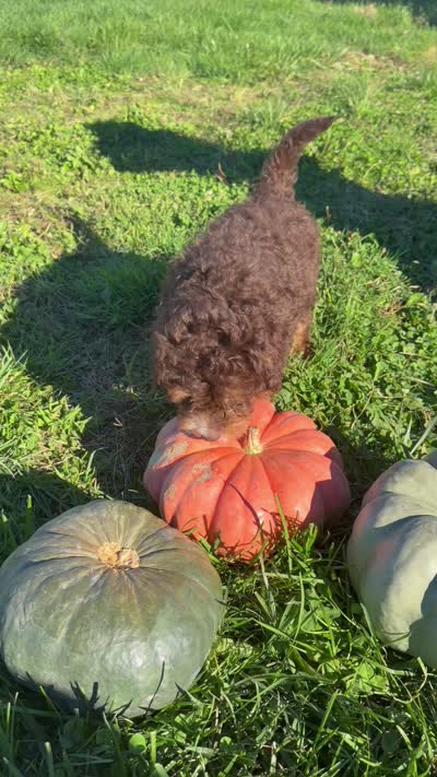 Boy 1, a male Miniature Bernedoodle for sale in Montpelier, OH – 3 of 3