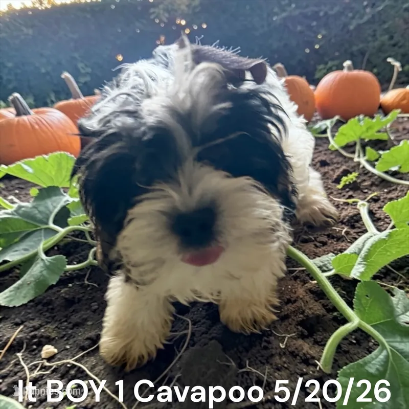 Boy 1 – Cavapoo puppy for sale in Montpelier, OH