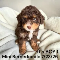 Boy 1, a male Miniature Bernedoodle for sale in Montpelier, OH – 2 of 2