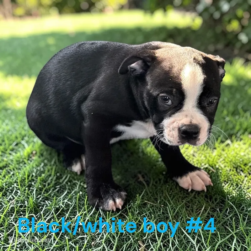 Male 4 – Boston Terrier puppy for sale in Montpelier, OH