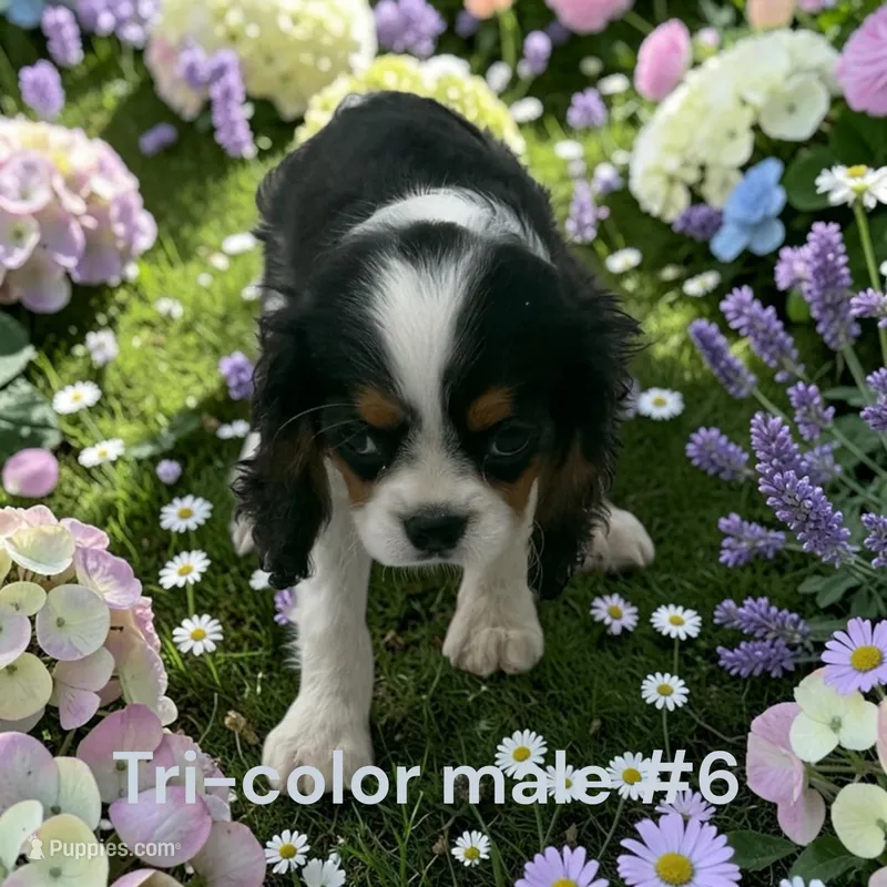 Tricolor #6 – Cavalier King Charles Spaniel puppy for sale in Montpelier, OH