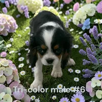 Tricolor #6, a male Cavalier King Charles Spaniel for sale in Montpelier, OH – 1 of 1