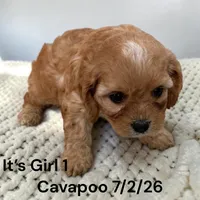 Apricot girl 1, a female Cavapoo for sale in Montpelier, OH – 2 of 2