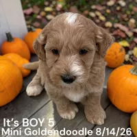 Boy 5, a male Miniature Goldendoodle for sale in Montpelier, OH – 2 of 2