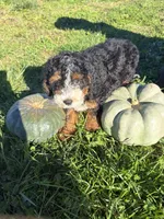 Girl 2, a female Miniature Bernedoodle for sale in Montpelier, OH – 2 of 4