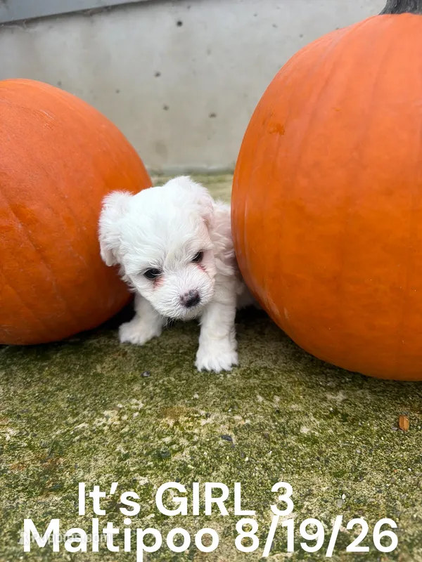 Girl 3 – Maltese, Poodle - Toy  puppy for sale in Montpelier, OH