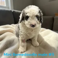 Miniature boy 5, a male Bernedoodle for sale in Montpelier, OH – 2 of 4