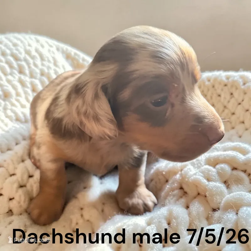 Male Dapple – Miniature Dachshund puppy for sale in Montpelier, OH
