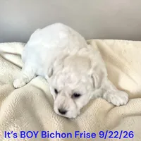 AKC Boy 1, a male Bichon Frise for sale in Montpelier, OH – 2 of 2