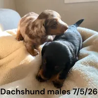 Black/Tan Male, a male Miniature Dachshund for sale in Montpelier, OH – 3 of 3