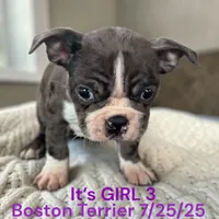 Girl 3, a female Boston Terrier for sale in Montpelier, OH – 1 of 2