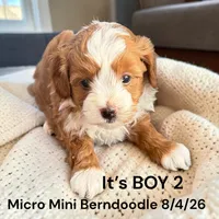 Micro Mini 2, a male Miniature Bernedoodle for sale in Montpelier, OH – 2 of 2