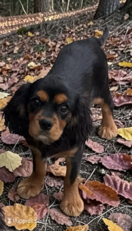 Boy 1 – Cavalier King Charles Spaniel puppy for sale in Montpelier, OH