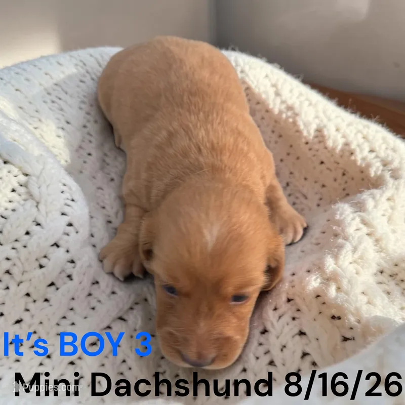 AKC Boy 3 Long Hair – Miniature Dachshund puppy for sale in Montpelier, OH