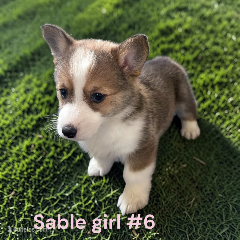 Girl 6 – Pembroke Welsh Corgi puppy for sale in Montpelier, OH