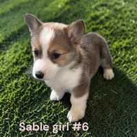 Girl 6, a female Pembroke Welsh Corgi for sale in Montpelier, OH – 1 of 2