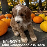 Boy 7, a male Miniature Goldendoodle for sale in Montpelier, OH – 2 of 2