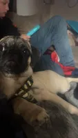 Winnie, a male Pug for sale in Montpelier, OH – 3 of 4