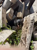 Black/Tan Girl, a female Miniature Dachshund for sale in Montpelier, OH – 3 of 4