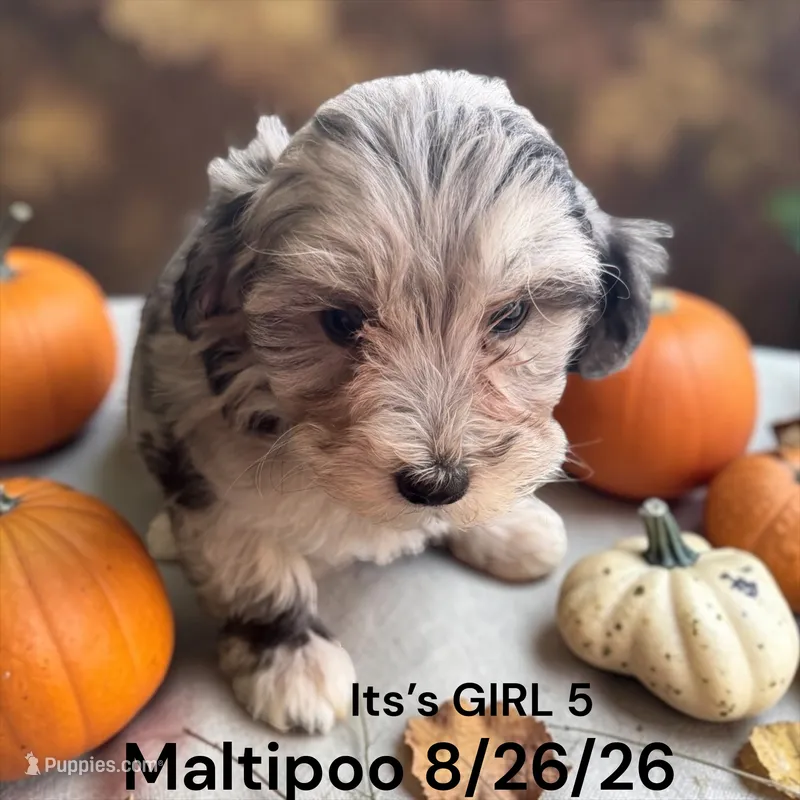 Lighter merle – Maltipoo puppy for sale in Montpelier, OH
