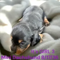 AKC Girl 3 Long hair, a female Miniature Dachshund for sale in Montpelier, OH – 2 of 2