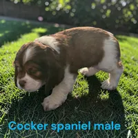 Handsome boy, a male Cocker Spaniel for sale in Montpelier, OH – 1 of 5