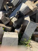 Black/tan LH, a male Miniature Dachshund for sale in Montpelier, OH – 2 of 3