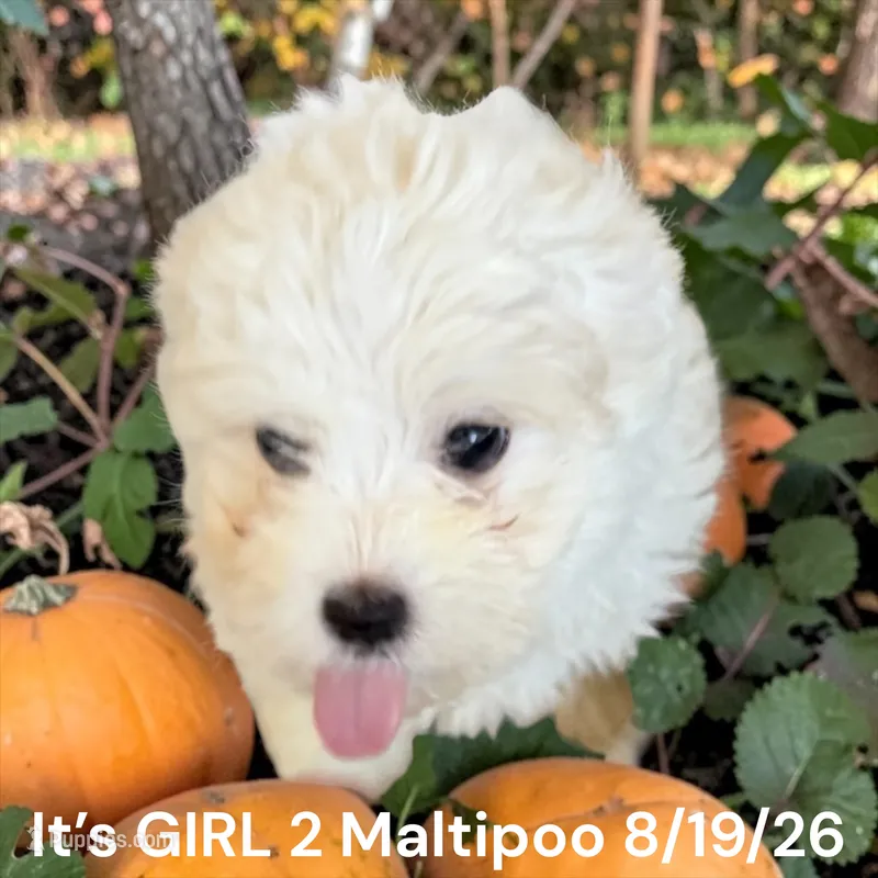 Girl 3 white – Maltipoo puppy for sale in Montpelier, OH