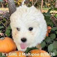 Girl 3 white, a female Maltipoo for sale in Montpelier, OH – 1 of 3