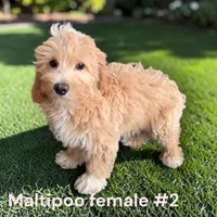 Girl 2, a female Maltipoo for sale in Montpelier, OH – 2 of 2