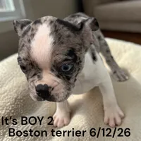 Merle/white Male 2, a male Boston Terrier for sale in Montpelier, OH – 2 of 2