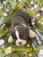 Merle #4, a female Boston Terrier for sale in Montpelier, OH – 2 of 2
