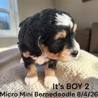 Micro Mini 3, a male Miniature Bernedoodle for sale in Montpelier, OH – 1 of 2
