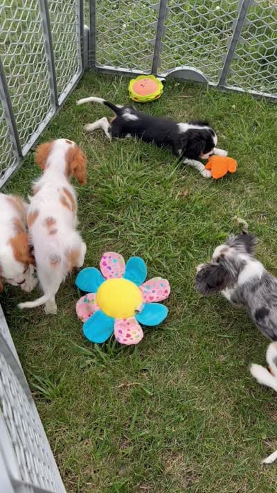 Merle, a male Cavalier King Charles Spaniel for sale in Montpelier, OH – 2 of 2