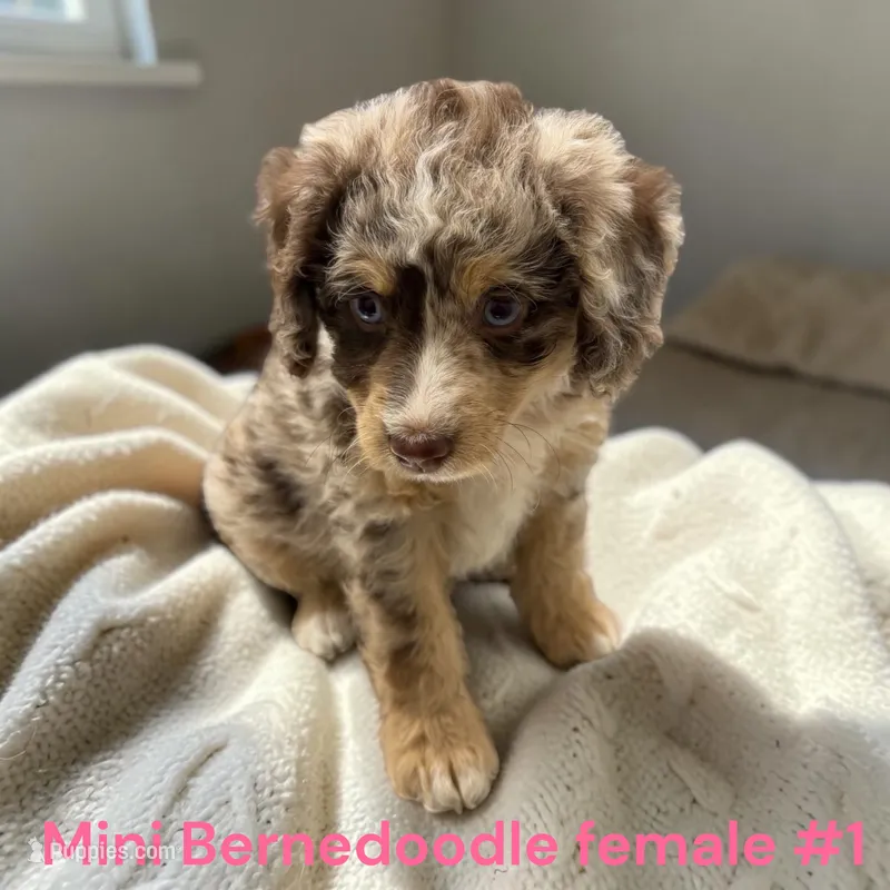 Miniature Girl 1 – Bernedoodle puppy for sale in Montpelier, OH