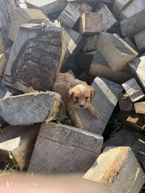Ruby boy 1 – Cavapoo puppy for sale in Montpelier, OH