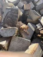 Ruby boy 1, a male Cavapoo for sale in Montpelier, OH – 1 of 3