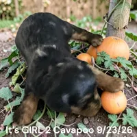 Merle Tan GIRL, a female Cavapoo for sale in Montpelier, OH – 1 of 3