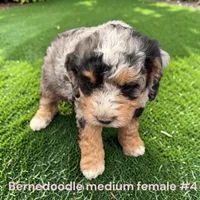 Miniature Girl 4, a female Bernedoodle for sale in Montpelier, OH – 2 of 2