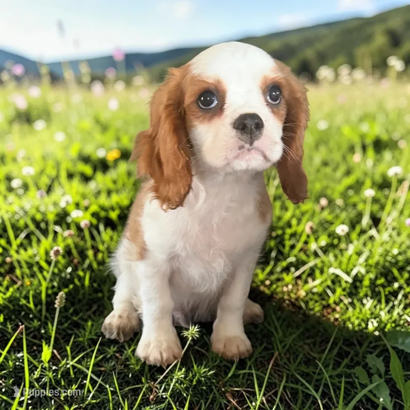 Blenheim #2 – Cavalier King Charles Spaniel puppy for sale in Montpelier, OH
