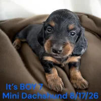 AKC Boy 7 Long Hair, a male Miniature Dachshund for sale in Montpelier, OH – 2 of 2