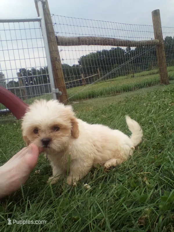 Boy 3 – Shih Tzu puppy for sale in Montpelier, OH