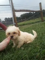 Boy 3, a male Shih Tzu for sale in Montpelier, OH – 1 of 1